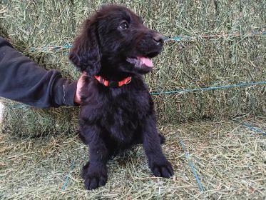 SHEPADOODLE PUPPIES
