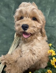 COCKAPOO & MINIATURE POODLE PUPPIES!