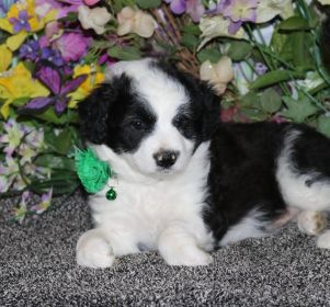MINIATURE AUSTRALIAN SHEPHERD CROSSED WITH MINIATURE POODLE 