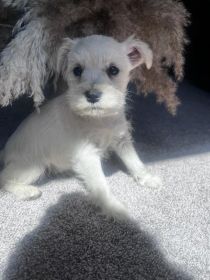 MINIATURE/ TOY SCHNAUZER PUPPIES