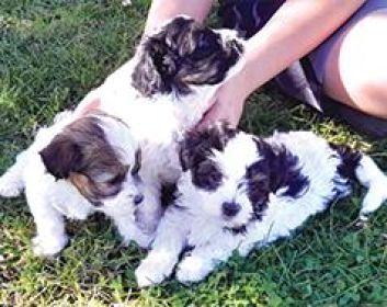 MALTESE/ HAVANESE MIX MALE PUPPIES