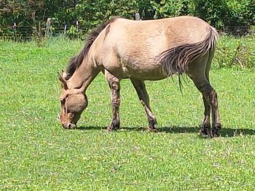 CHESTNUT MARE 