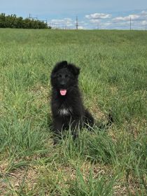 EUROPEAN AKC GERMAN SHEPHERD PUPPIES