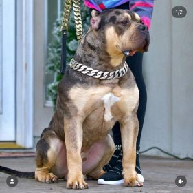 PUREBRED XL & XXL AMERICAN BULLIES FOR SALE & REHOMING