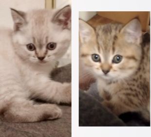SCOTTISH FOLD KITTENS