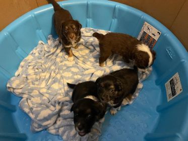 BEAUTIFUL MINIATURE AUSTRALIAN SHEPHERD PUPPIES