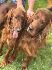 IRISH SETTER PUPPIES