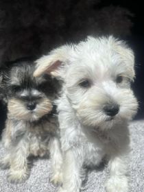 MINIATURE/ TOY SCHNAUZER PUPPIES