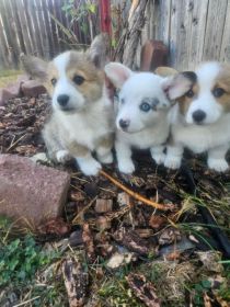 3 AUGGIE PUPPIES