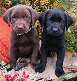 AKC LABRADOR RETRIEVERS