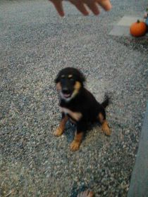 BERNESE MOUNTAIN DOG MIX PUPPIES
