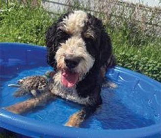 BERNEDOODLE 50% BERNESE MOUNTAIN DOG, 50% POODLE