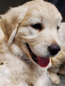 AKC ENGLISH CREAM GOLDEN RETRIEVER PUPPIES