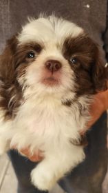 ADORABLE CHOCOLATE SHIH-TZU PUPPIES