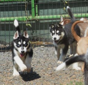 10 HUSKY PUPPIES