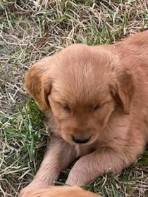 PUREBRED GOLDEN RETRIEVER PUPPIES