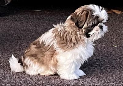SHIH TZU PUPPIES 