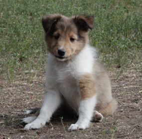 ONLY ONE PUPPY LEFT
