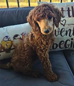 AKC STANDARD POODLES 