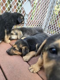 SEVEN SWEET PLAYFUL PUPPIES