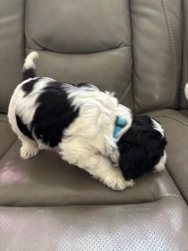 AKC REG. COCKAPOO PUPPIES