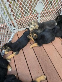 SEVEN SWEET PLAYFUL PUPPIES