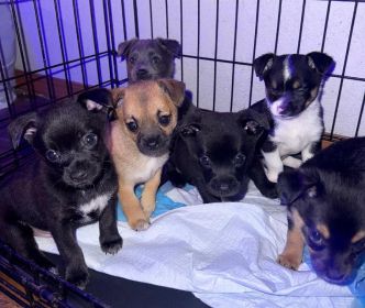 PINNERANIAN PUPPIES 