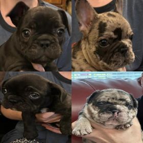 AKC FRENCH BULLDOGS
