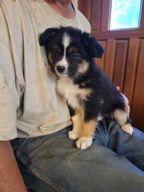 MINI AUSSIE