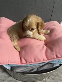 AMERICAN COCKER SPANIEL PUPPIES