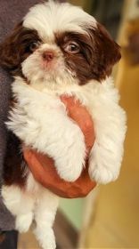 RARE GREEN EYED SHIH TZU PUPPIES