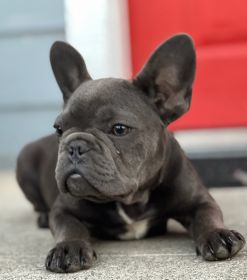 BLUE FRENCHIE PUPPIES