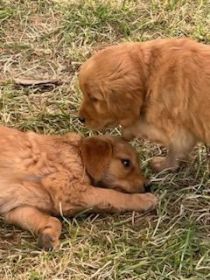 PUREBRED GOLDEN RETRIEVER PUPPIES