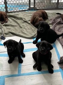 SIX LABRADOR PUPPIES 