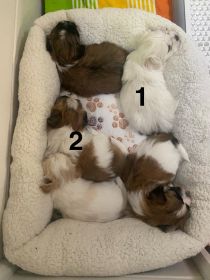 DESIGNER PUPPIES, SHIH TZU, YORKIE, MALTESE