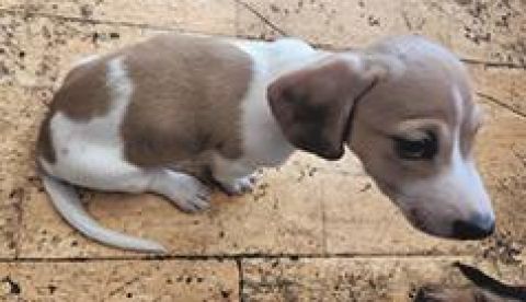 MINIATURE DACHSUND PUPS AKC