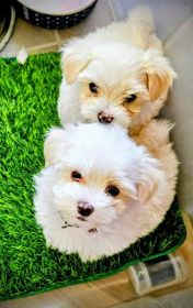 MALTESE END OF SEASON SALE