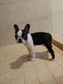 BOSTON TERRIER PUPPIES AKC 10 WEEKS