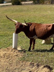 LIVESTOCK DRINKING POST