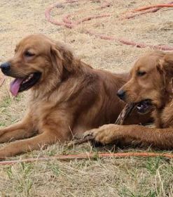 AKC REG. GOLDEN RETRIEVER PUPPIES