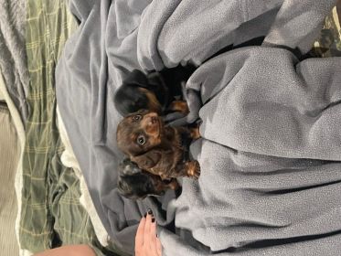 MINI DACHSHUND PUPPIES