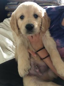 AKC GOLDEN RETRIEVERS