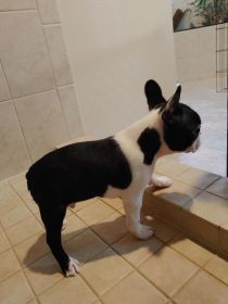 BOSTON TERRIER PUPPIES AKC 10 WEEKS