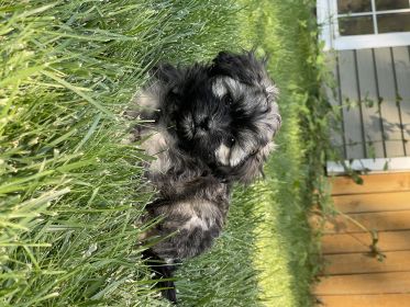 ADORABLE POODLE SHIH TZU FEMALE PUPPIES