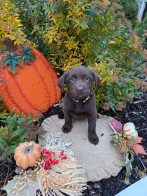 AKC LABRADOR RETRIEVERS