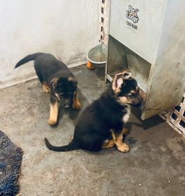 PUREBRED GERMAN SHEPHERD PUPPIES