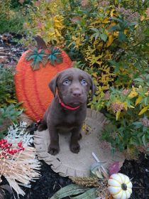 AKC LABRADOR RETRIEVERS