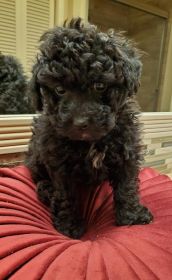AKC TOY POODLE