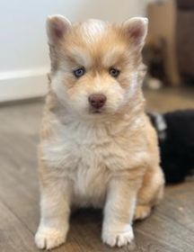 BLUE-EYED POMSKY PUPPIES