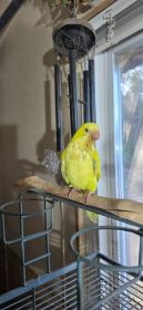 HANDFED QUAKER PARROT BABIES